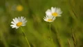 Chamomile flowers on green summer meadow high in mountains, natural herb blossom HD Footage