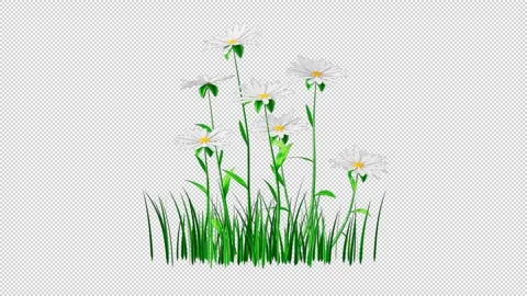 Chamomile Flowers Growing Alpha Channel Vídeo Stock 265409072