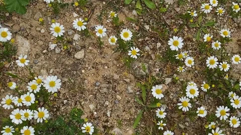 Chamomile flowers herbal aromatic plant springtime nature background Stock Footage 308866035
