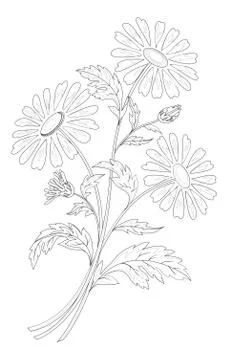 Chamomile flowers Stock Illustration