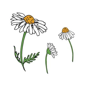 Chamomile flowers Stock Illustration