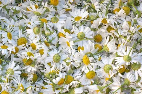 Chamomile flowers. Matricaria chamomilla. Solid background Stock Photos