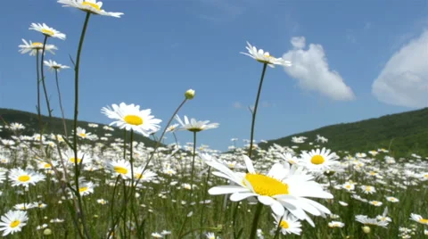Chamomile flowers meadow Stock-Footage 44982195