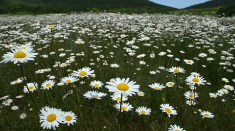 Chamomile flowers meadow Stock Footage 57137283