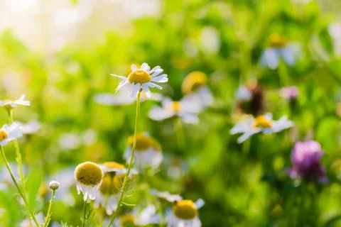 Chamomile flowers on meadow Stock Photos