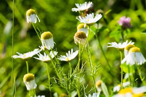 Chamomile flowers on meadow Stock Photos