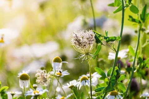 Chamomile flowers on meadow Foto stock