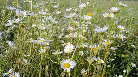 Chamomile flowers on meadow under wind, summer breeze,  meadow. Video stock 40577709