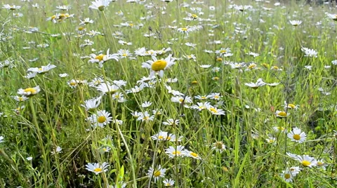 Chamomile flowers on meadow under wind, summer breeze,  meadow. Stock Footage 40577801