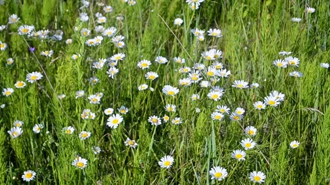 Chamomile flowers on meadow under wind, summer breeze,  meadow. Video stock 90670697