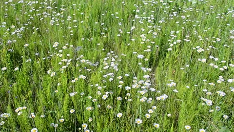 Chamomile flowers on meadow under wind, summer breeze,  meadow. Видео 90909764