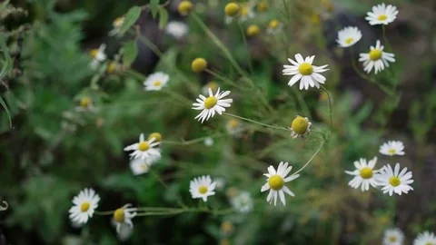 Chamomile flowers outdoors Stock Footage 72929720
