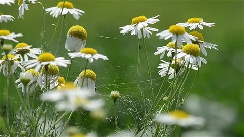 Chamomile flowers overgrown by a spider web and wind battered the warm spring Video stock 78217861