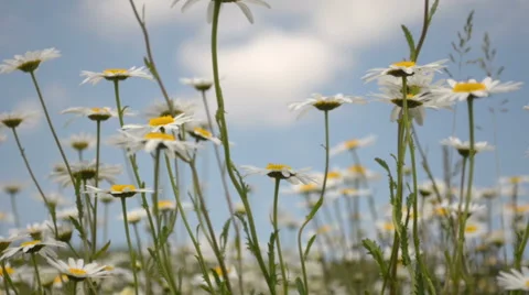 Chamomile flowers pan shot Stock Footage 44982216