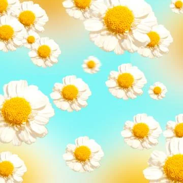 Chamomile flowers pattern background on the light blue background. Stock Photos