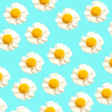 Chamomile flowers pattern background on the light blue background. Stock Photos