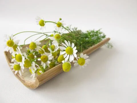 Chamomile flowers Stock Photos