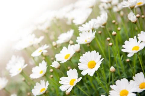 Chamomile flowers Stock Photos