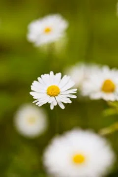 Chamomile flowers Stock Photos
