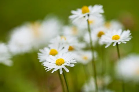 Chamomile flowers Stock Photos