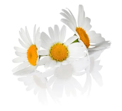 Chamomile flowers Stock Photos