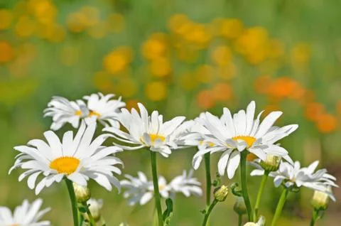 Chamomile flowers Stock Photos