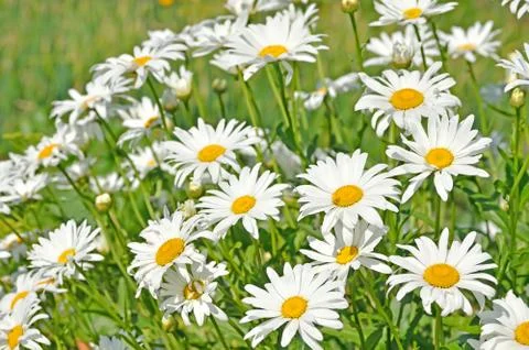 Chamomile flowers 스톡 사진