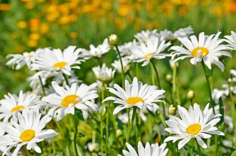 Chamomile flowers Stock Photos