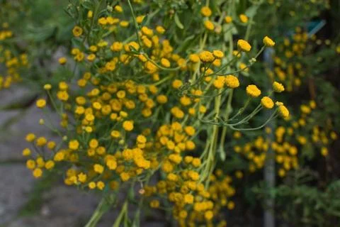 Chamomile flowers Stock Photos