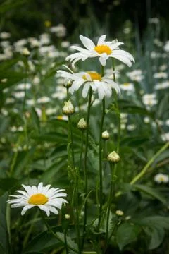 Chamomile flowers Stock Photos