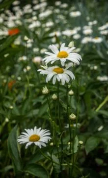 Chamomile flowers Stock Photos