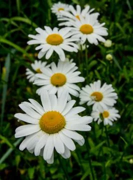 Chamomile flowers Stock Photos