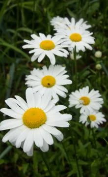 Chamomile flowers Stock Photos