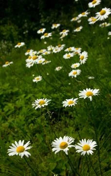 Chamomile flowers Stock Photos