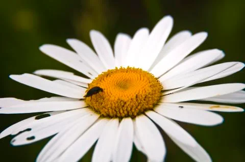 Chamomile flowers Stock Photos