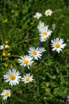 Chamomile flowers Stock Photos