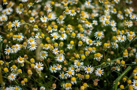 Chamomile flowers Stock Photos