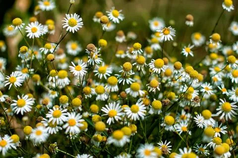 Chamomile flowers Stock Photos