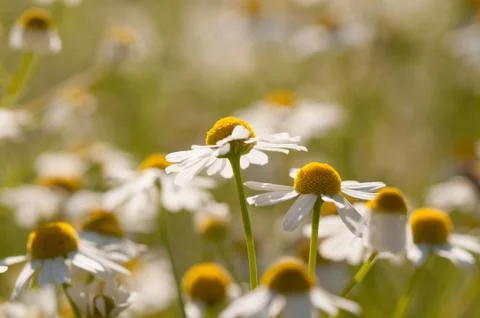 Chamomile flowers Stock Photos