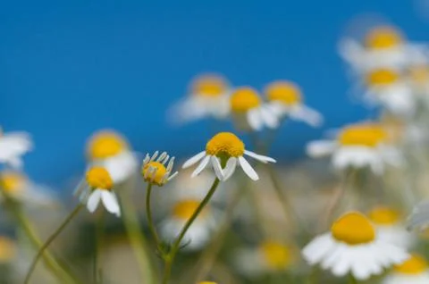 Chamomile flowers Stock Photos