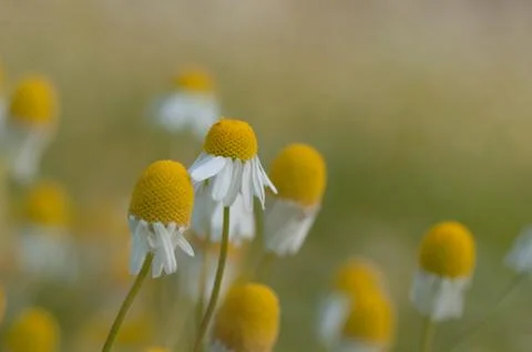 Chamomile flowers Stock Photos
