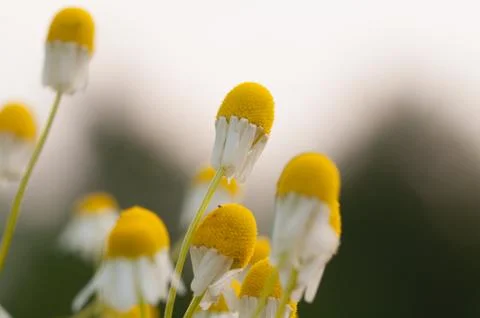Chamomile flowers Stock Photos