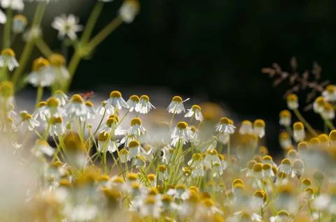 Chamomile flowers Stock Photos