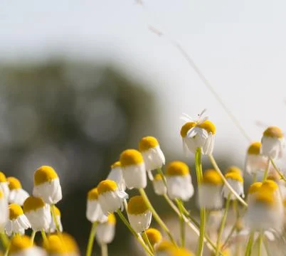 Chamomile flowers Stock Photos