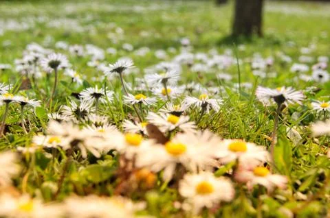 Chamomile flowers Stock Photos