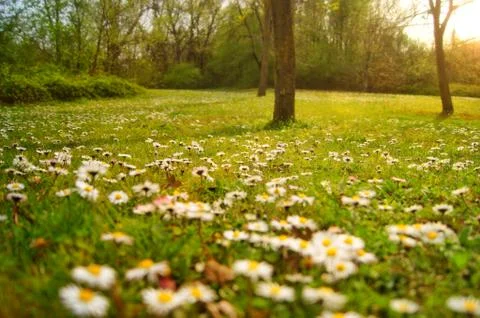 Chamomile flowers Stock Photos