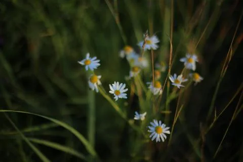 Chamomile flowers Stock Photos