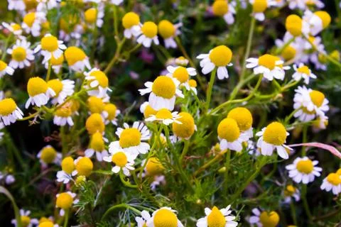 Chamomile flowers Foto stock