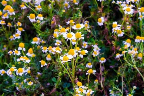Chamomile flowers Stock-Fotos