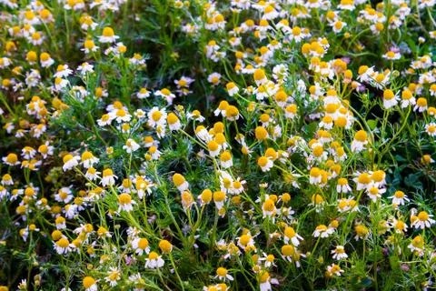 Chamomile flowers Stock Photos